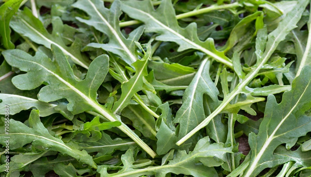 Arugula leaves background. Natural product. Arugula leaves background. Natural product.