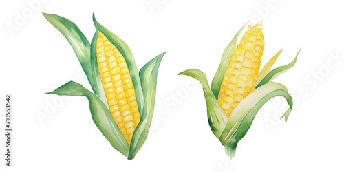 a corn vegetable watercolor vector