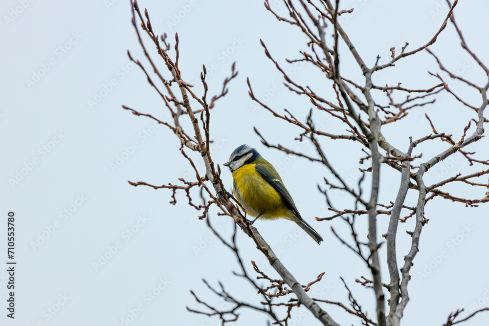 Dublin's Azure Charm - Blue Tit (Cyanistes caeruleus) in Phoenix Park Dublin's Azure Charm - Blue Tit (Cyanistes caeruleus) in Phoenix Park