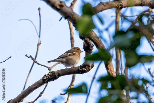 Canvas Print Dublin's Melody - Chaffinch (Fringilla coelebs) in Merrion Square