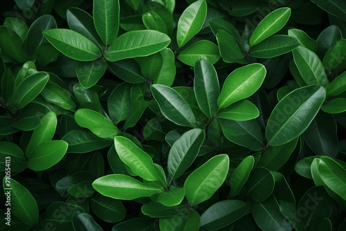 Padrão folhas verdes com detalhes - Macro