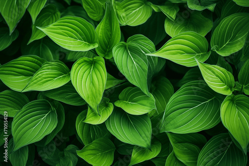 Padrão folhas verdes com detalhes - Macro photo