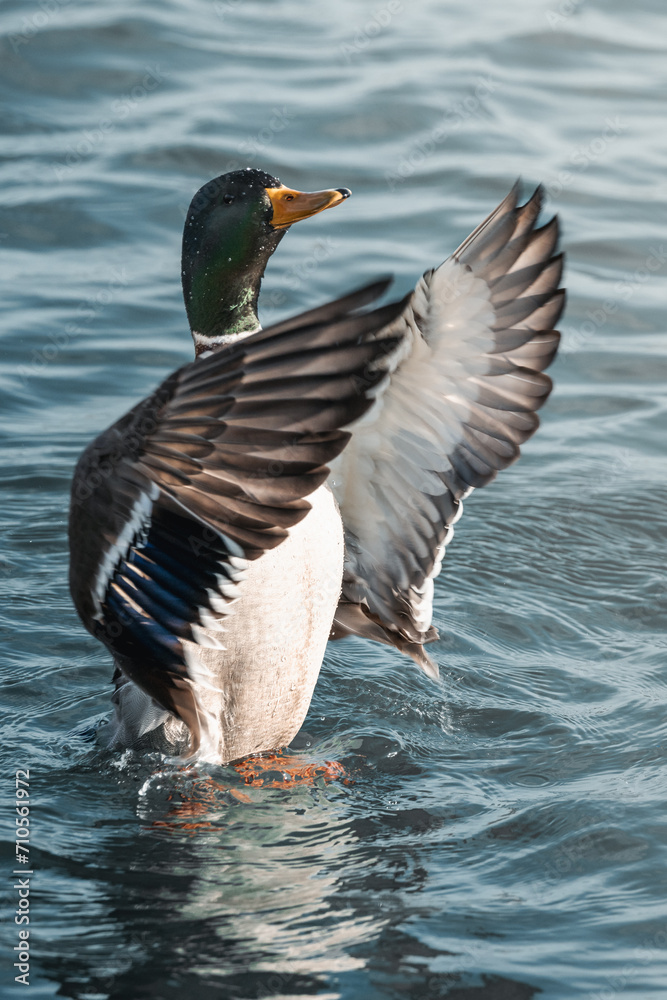 Fototapeta premium mallard duck in the water