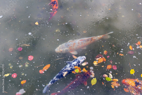 fish swimming in pond