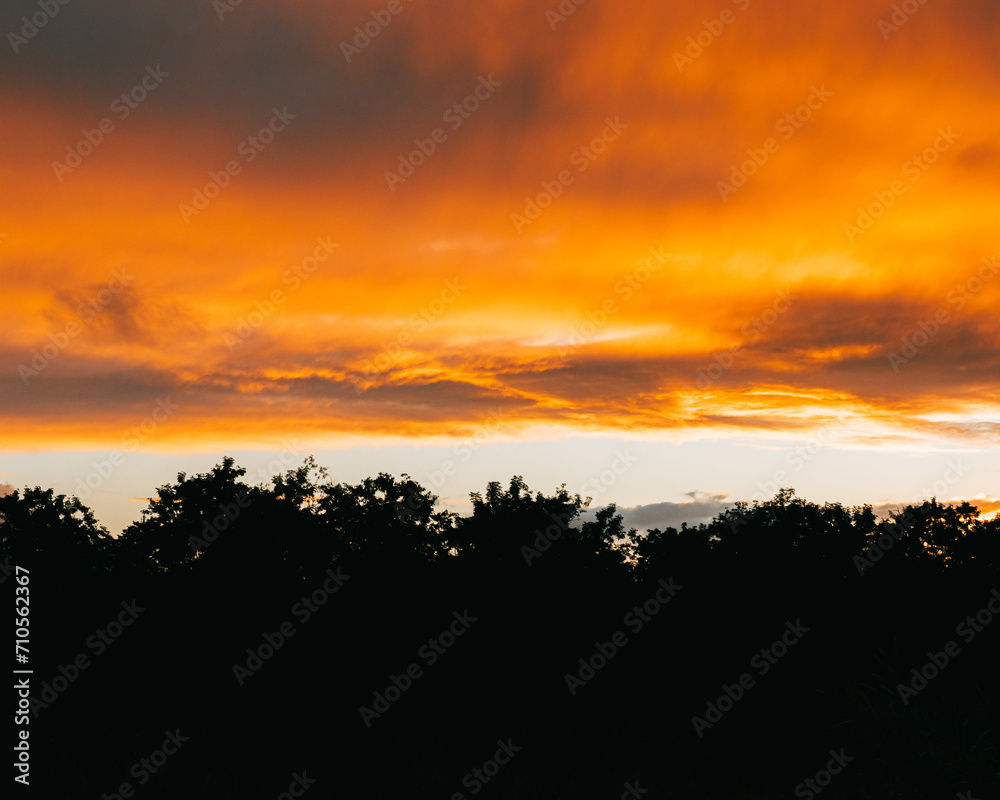Morning Sunrise sky with trees silhouette landscape during golden hour