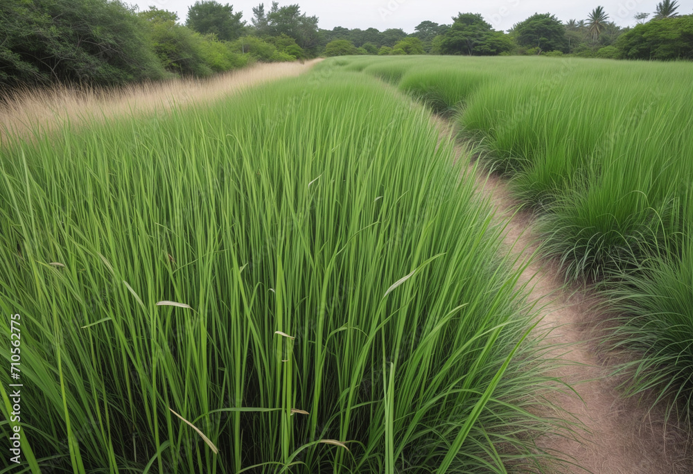 Green vetiver grass field. Vetiver System is used for soil and water conservation, mitigation and rehabilitation, and sediment control. Organic glue for soil sustainable development. Ornamental grass. - obrazy, fototapety, plakaty 