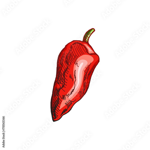 Organic food. Hand-drawn colored vector sketch of bell pepper. Doodle vintage illustration. Decorations for the menu of cafes and labels. Engraved image.