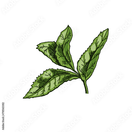 Organic food. Hand-drawn colored vector sketch of mint leaves. Doodle vintage illustration. Decorations for the menu and labels. Engraved image.