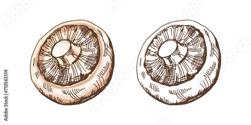 Organic food. Hand-drawn colored and monochrome vector sketch of champignon. Doodle vintage illustration. Decorations for the menu of cafes and labels. Engraved image. photo