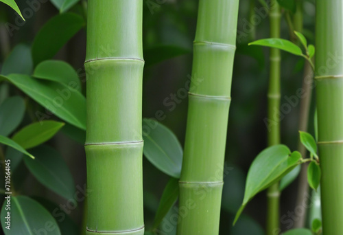 Bamboo-inspired abstract backdrop