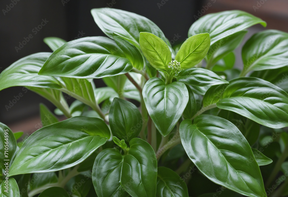 Sweet Basil thriving in vegetable garden Sweet Basil thriving in vegetable garden