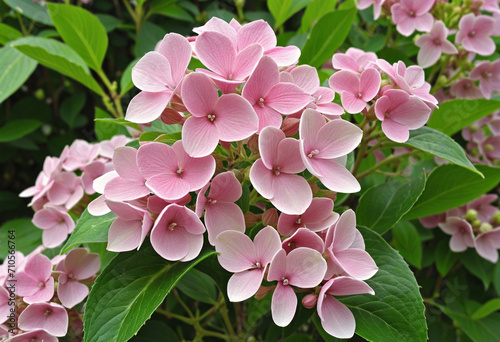 A beautiful flowering plant in the garden