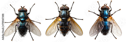 fly isolated on transparent background ,fly insect png ,generative ai © Leo