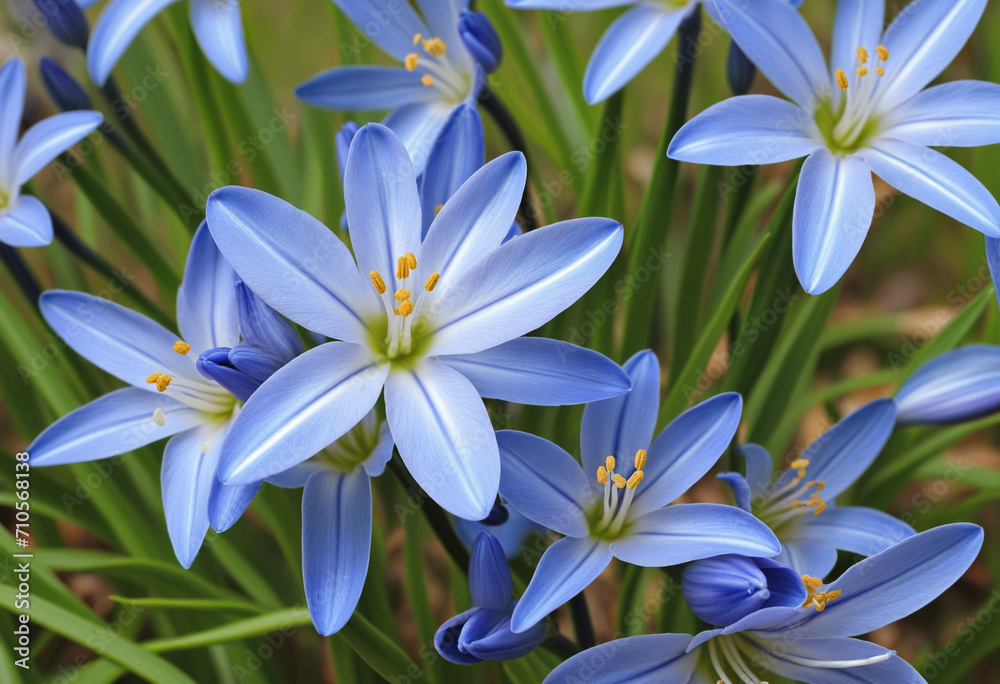 Blue Squill flowers shining like precious gems on a spring meadow. Blue Squill flowers shining like precious gems on a spring meadow.