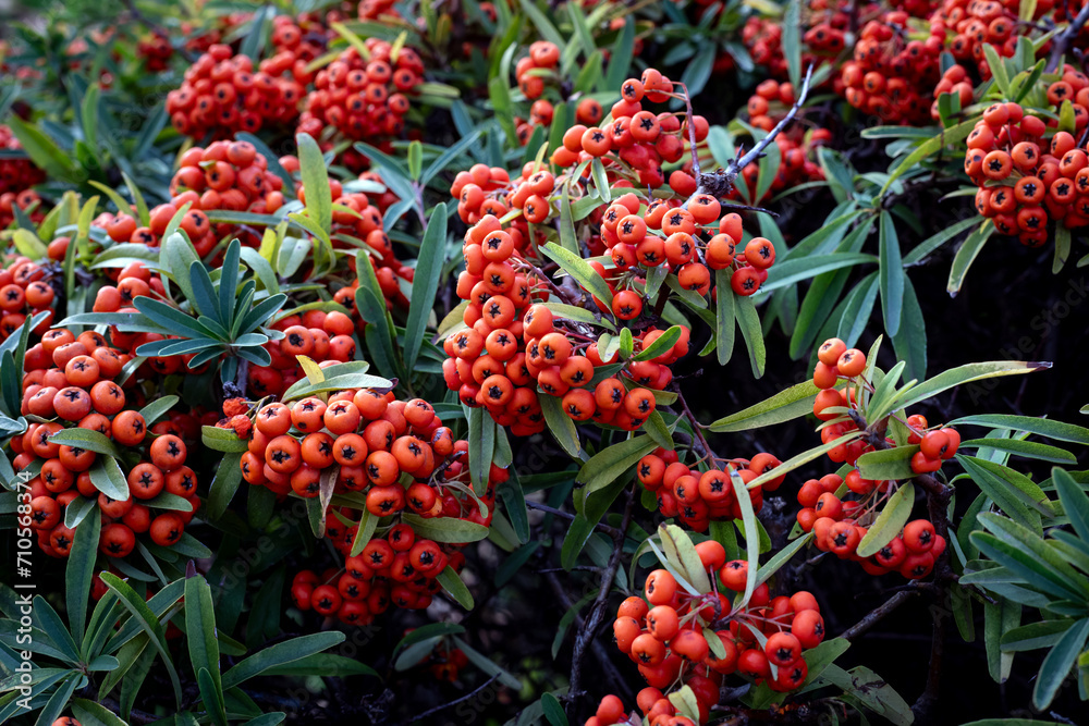 Bunch of red rowan berries with green leaves in a garden