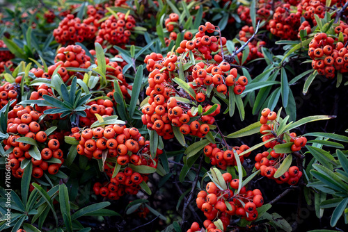 Bunch of red rowan berries with green leaves in a garden