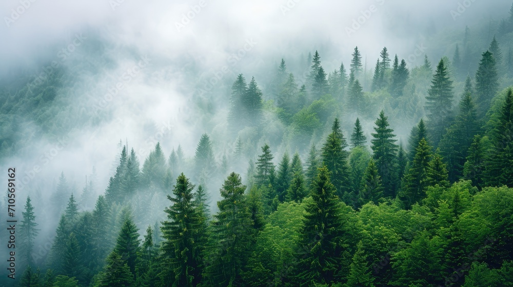 Misty pine forest on the mountain slope in a nature reserve.