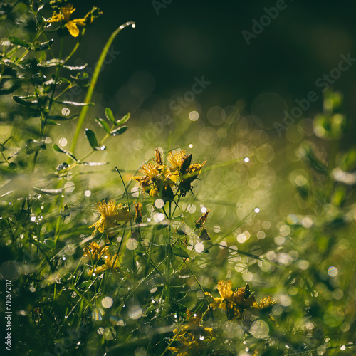 St JONS WORT - Flowering herbs in a sunny meadow