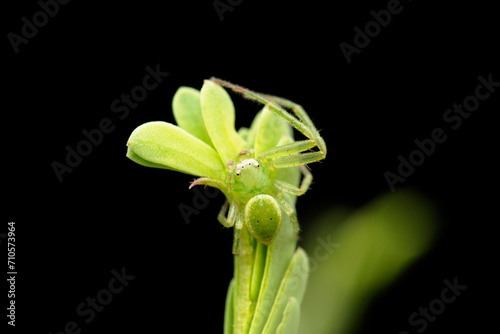 Concinna's crab spider, Ebrechtella concinna, Satara, Maharashtra, India