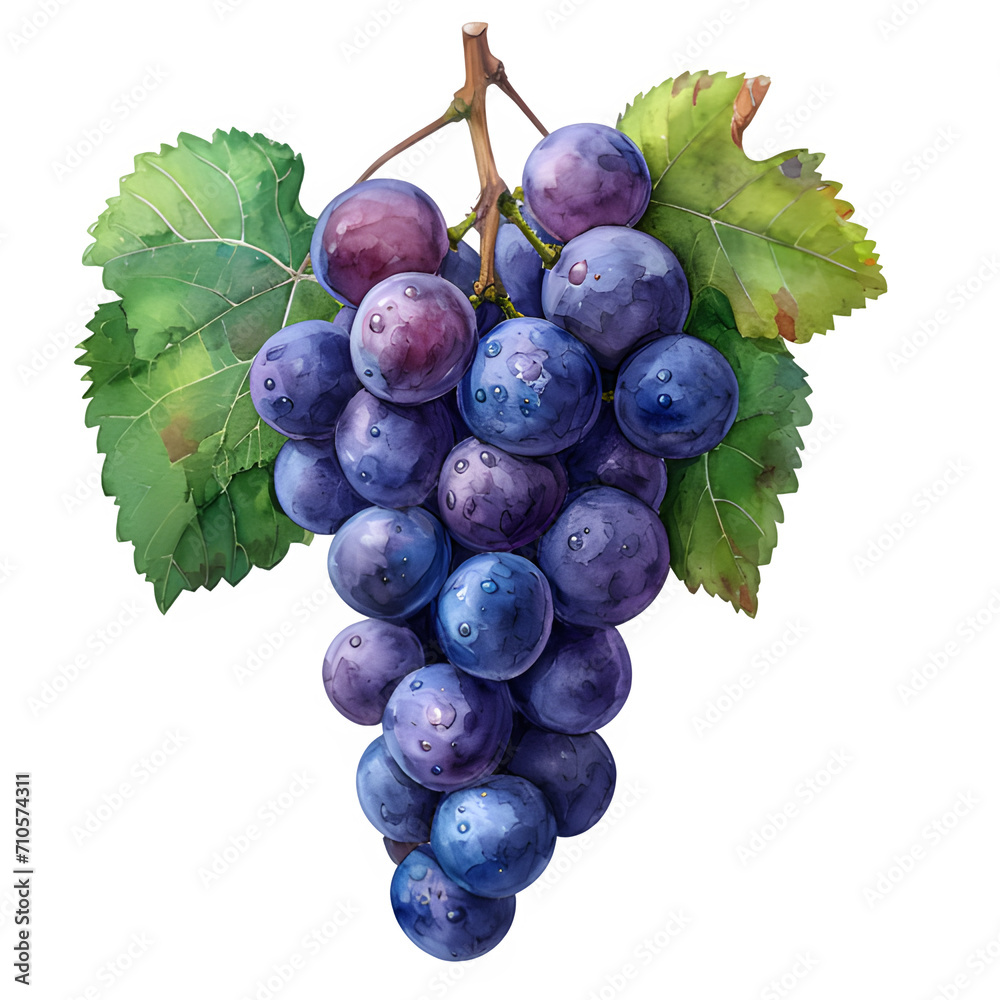 Fototapeta premium watercolor grape illustration isolated on transparent background ,generative ai