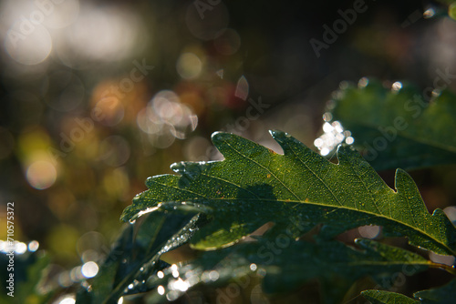 OAK LEAF - Dew on a sunny autumn morning  © Wojciech Wrzesień