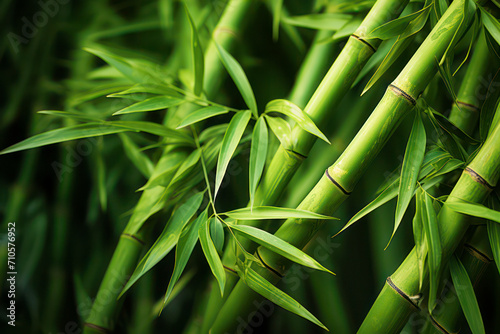 Green bamboo forest close up
