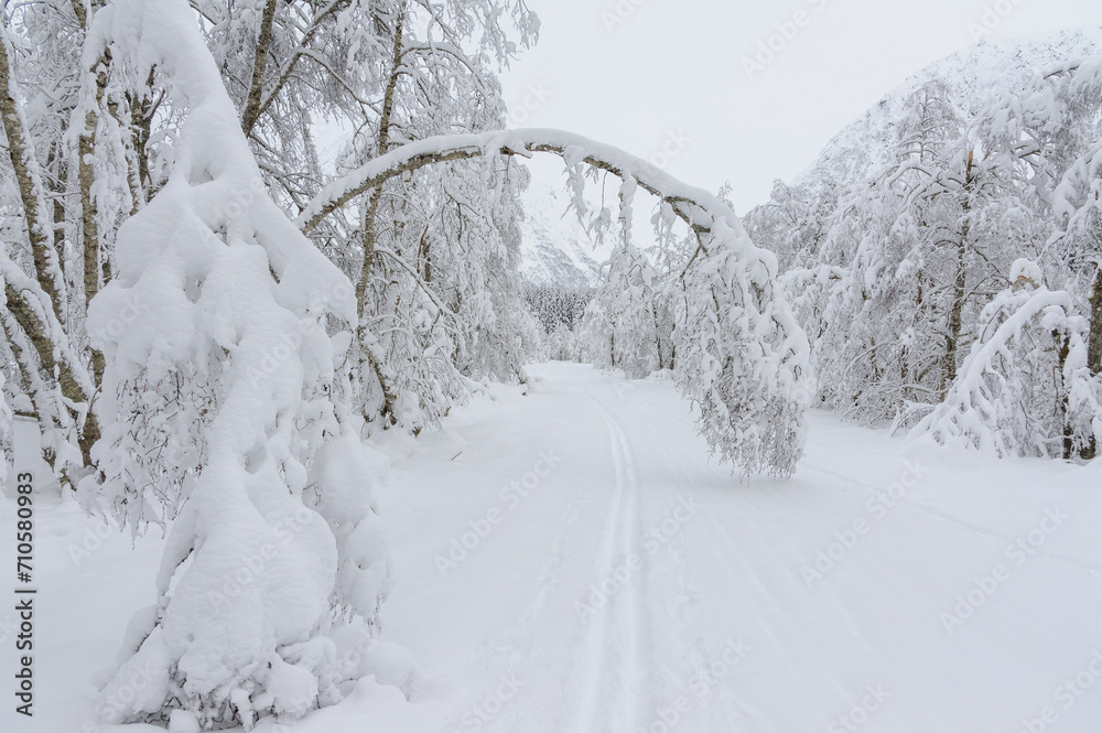 Fototapeta premium Serene Winter Wonderland Featuring a Snow-covered Archway of Trees Over a Path