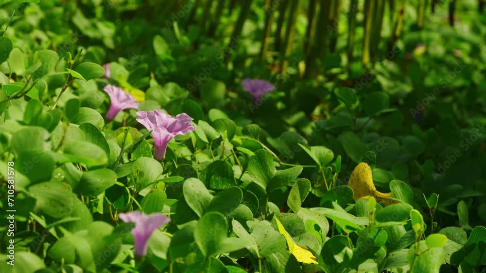 Lush green foliage, vibrant purple flowers bloom in sunlight. Botanical garden scene, nature beauty. Floral background for wellness, landscaping design, natural serenity. Lush green foliage, vibrant purple flowers bloom in sunlight. Botanical garden scene, nature beauty. Floral background for wellness, landscaping design, natural serenity.