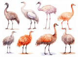 Set Of Watercolor paintings Ostrich on white background. 