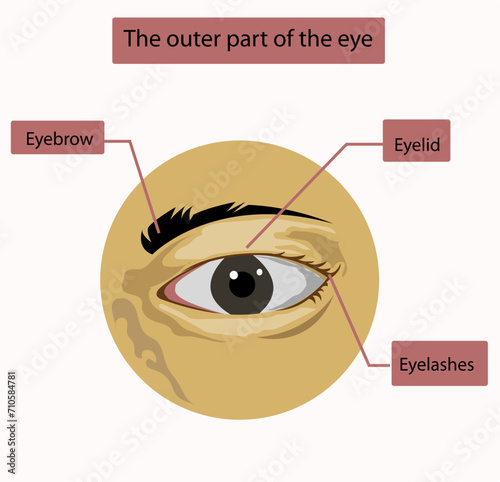 Eye vector. Vector of the outermost parts of the eye