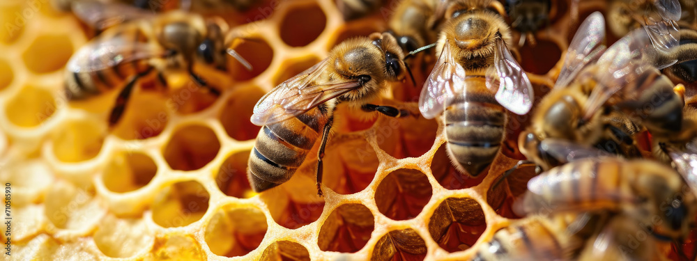 Close up of bees working on honeycomb, natural macro background Close up of bees working on honeycomb, natural macro background