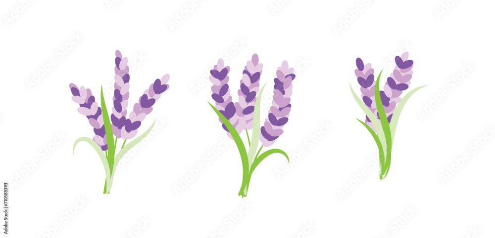 Lavender Bouquet Set. Nature plants and flowers concept vector Lavender Bouquet Set. Nature plants and flowers concept vector