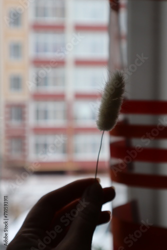 Lagurus ovatus in female hand near window. Domestic life. photo