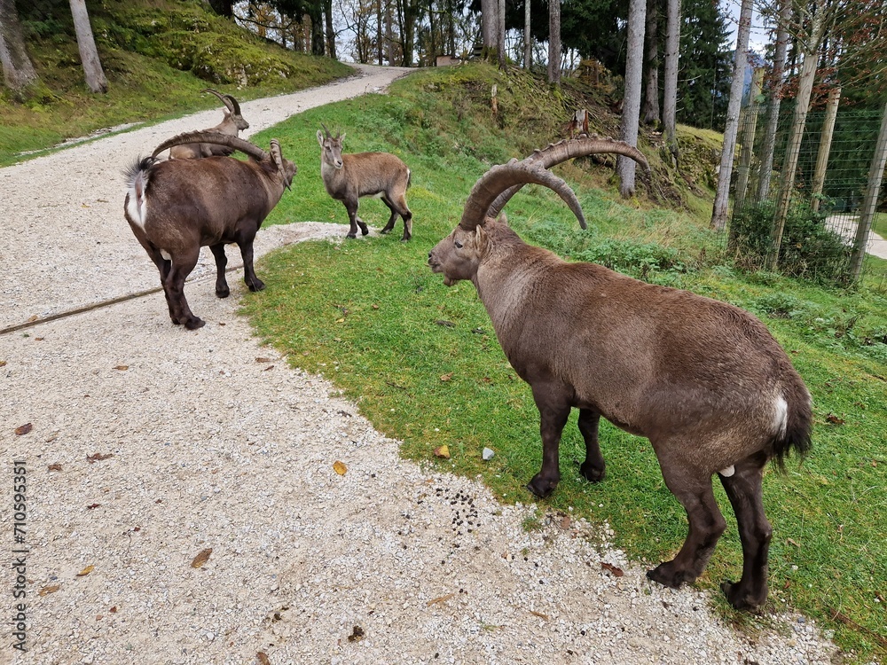 Steinbock - Alpensteinbock Steinbock - Alpensteinbock