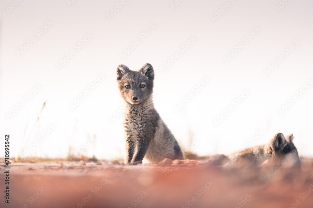 shot of The Arctic fox (Vulpes lagopus) enjoying a sunny day, in the middle of houses, thick fur protects it from the cold, cute fox discovering the world in the middle of cold nature.,Svalbard