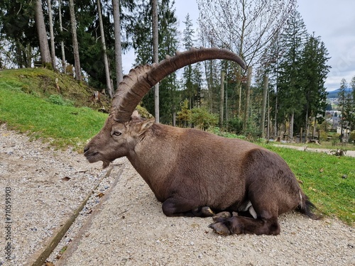 Steinbock - Alpensteinbock