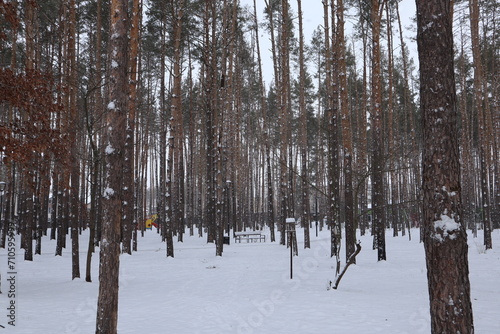Snowy weather in pine forest at winter.