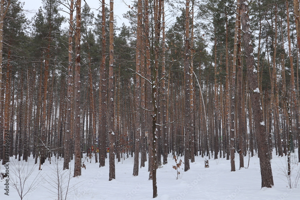 Fototapeta premium Snowy weather in pine forest at winter.