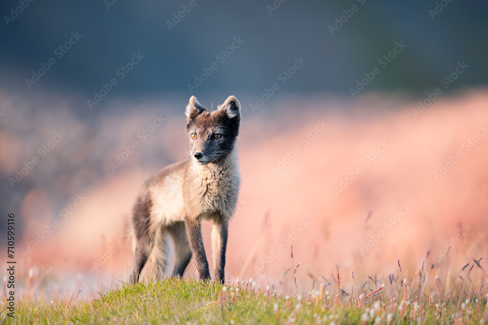shot of The Arctic fox (Vulpes lagopus) enjoying a sunny day, in the middle of houses, thick fur protects it from the cold, cute fox discovering the world in the middle of cold nature,Svalbard
shot of The Arctic fox (Vulpes lagopus) enjoying a sunny day, in the middle of houses, thick fur protects it from the cold, cute fox discovering the world in the middle of cold nature,Svalbard
