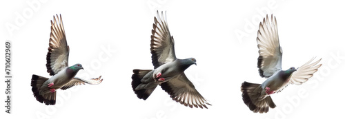 image of pigeons flying on sky. animal. birds © PngXpress