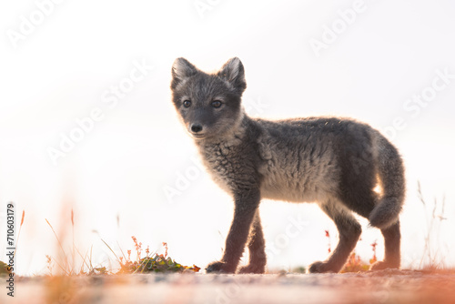 shot of The Arctic fox (Vulpes lagopus) enjoying a sunny day, in the middle of houses, thick fur protects it from the cold, cute fox discovering the world in the middle of cold nature,Svalbard 
