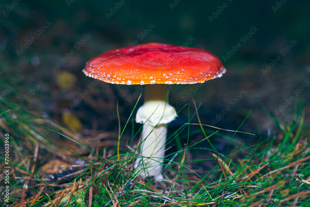 Mature Amanita Muscaria, Known as the Fly Agaric or Fly Amanita: Healing and Medicinal Mushroom with Red Cap Growing in Forest. Can Be Used for Micro Dosing, Spiritual Practices and Shaman Rituals Mature Amanita Muscaria, Known as the Fly Agaric or Fly Amanita: Healing and Medicinal Mushroom with Red Cap Growing in Forest. Can Be Used for Micro Dosing, Spiritual Practices and Shaman Rituals