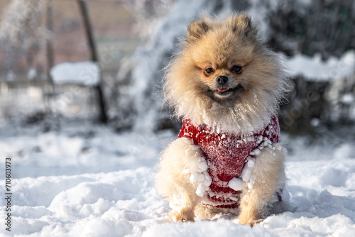 Pomeranian spitz dogs playing in the snow at Christmas © Carsten
