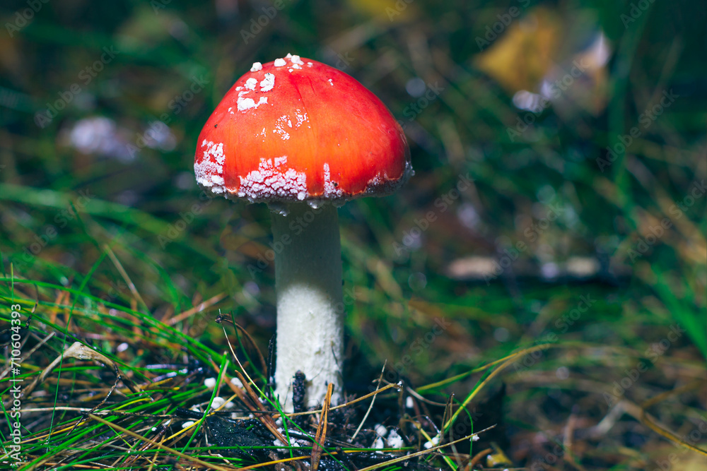 Young Amanita Muscaria, Known as the Fly Agaric or Fly Amanita: Healing and Medicinal Mushroom with Red Cap Growing in Forest. Can Be Used for Micro Dosing, Spiritual Practices and Shaman Rituals Young Amanita Muscaria, Known as the Fly Agaric or Fly Amanita: Healing and Medicinal Mushroom with Red Cap Growing in Forest. Can Be Used for Micro Dosing, Spiritual Practices and Shaman Rituals