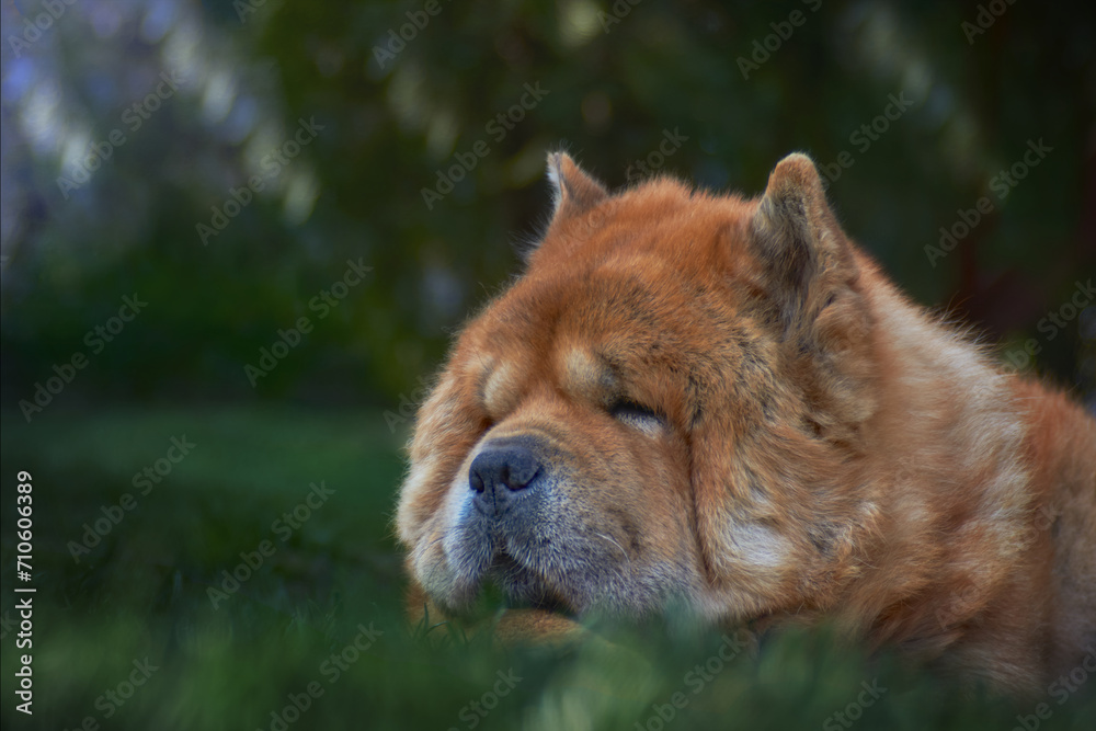 Old adorable dog sleeping in the grass.