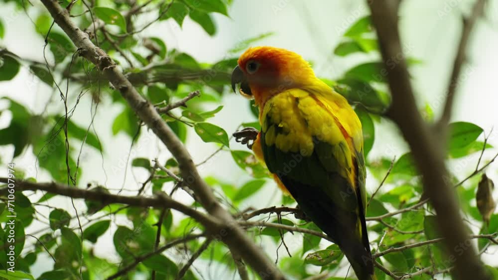 sun conure parrot bird (Aratinga solstitialis) on a wood tree branch sun conure parrot bird (Aratinga solstitialis) on a wood tree branch