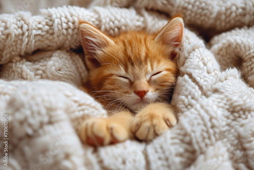 close up of a Cat sleeping on blanket   © lc design