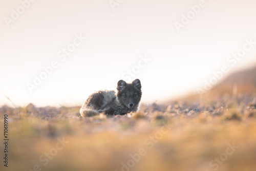 The Arctic fox (Vulpes lagopus) basking in the sun and relaxing in the middle of wild nature, a beautiful and cute fox that has thick fur that keeps it warm, a shot of a fox lying on the grass 