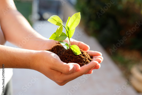Teen's hands plant seedlings in the soil. Young plant, growth of new life. Ecology. Tu Bishvat (B'Shevat) concept
