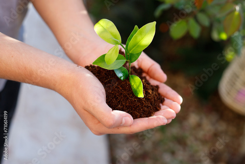 Teen's hands plant seedlings in the soil. Young plant, growth of new life. Ecology. Tu Bishvat (B'Shevat) concept